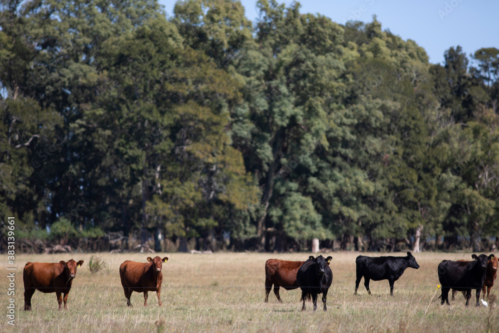 Obraz premium angus en el campo