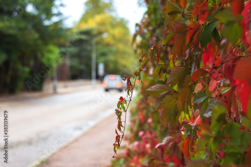 Red leaves of wild grapes on a blurry background. Abstract bokeh on the background of the city, cars. Defocused