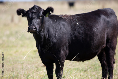 Wallpaper Mural angus en el campo Torontodigital.ca