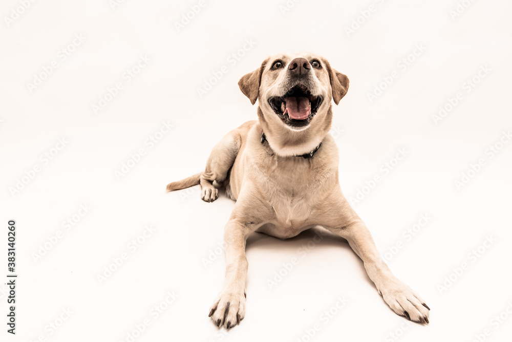 Labrador