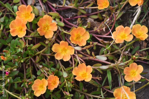 Wallpaper Mural Rose moss (Portulaca grandiflora) / Portulacaceae annual plant Torontodigital.ca