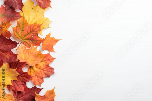 Autumn colorful maple leaves on white background. Season background. Autumn frame  thanksgiving banner mockup.