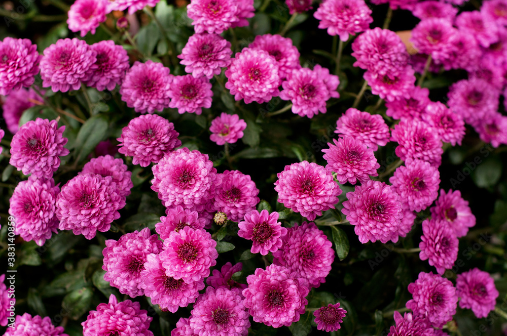 Pink chrysanthemums in green leaves. Bush of autumn chrysanthemums. Garden plants. Pink chrysanthemums in green leaves. Bush of autumn chrysanthemums. Garden plants.