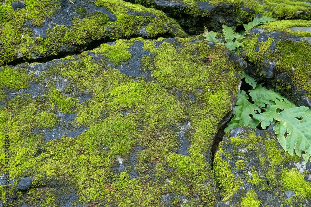 Bright green moss growing on old stones