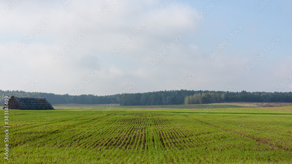 Autumn landscape. Bright green shoots, a large haystack, a blue sky in the haze and a distant forest on the horizon. Autumn landscape. Bright green shoots, a large haystack, a blue sky in the haze and a distant forest on the horizon.