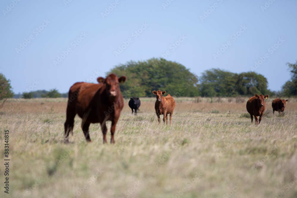 angus en el campo