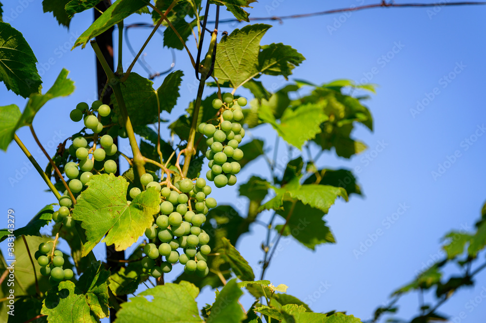 Green grapes on the plant.