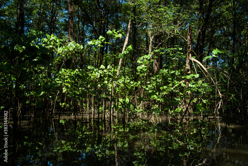 mangrove