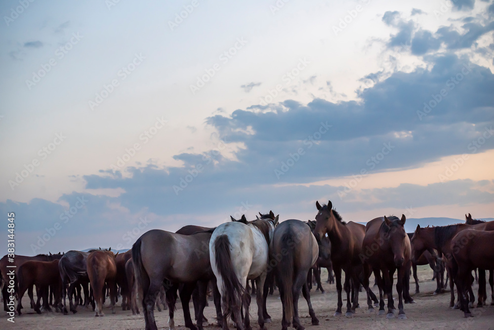 Wild horses run in foggy at sunset. Between Cappadocia and Kayseri, Turkey Wild horses run in foggy at sunset. Between Cappadocia and Kayseri, Turkey