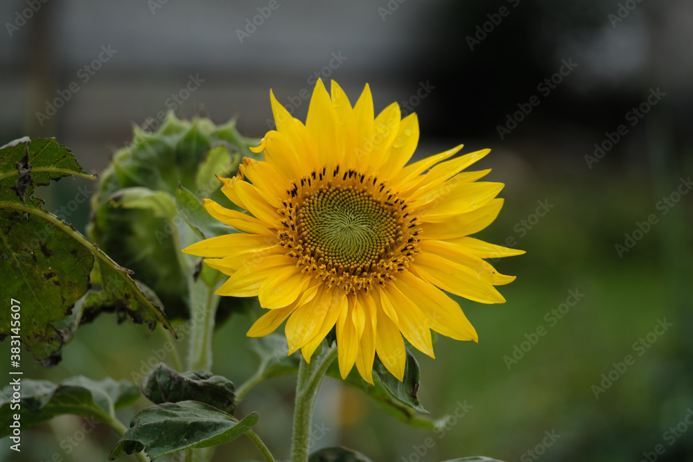 Grande fleur de tournesol .
