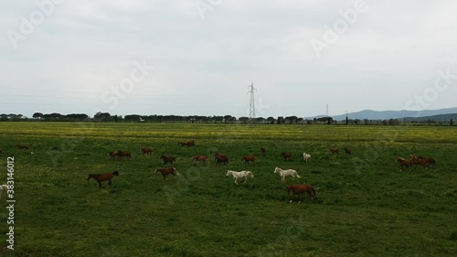 Horses galloping