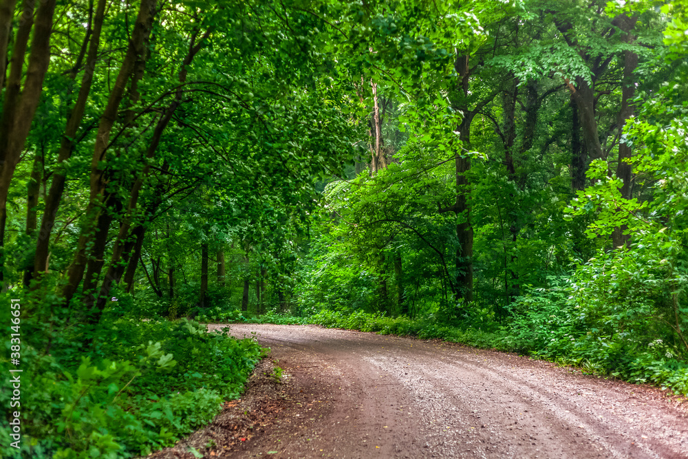 Fototapeta premium Deep forest, Fruska gora, Serbia