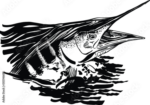 the vector illustration black and white Marlin fish