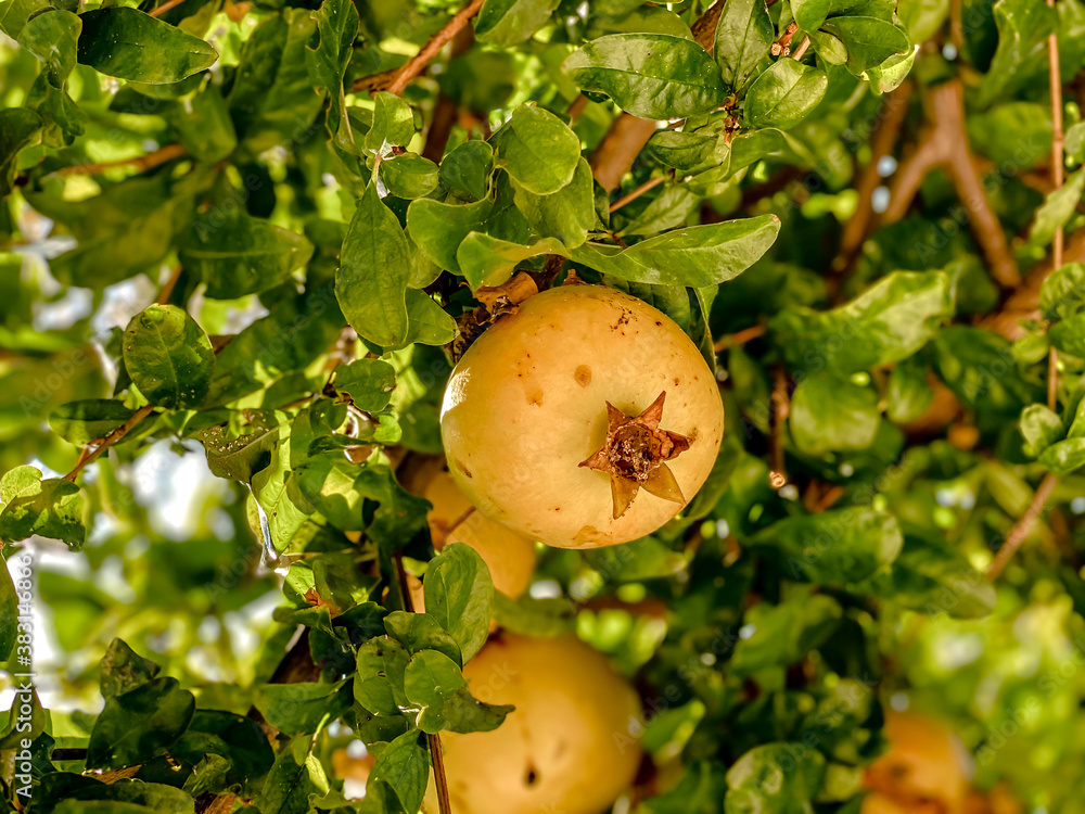 Obraz premium Pomegranate fruits ripening on the tree. Fruits photography. Healthy food.