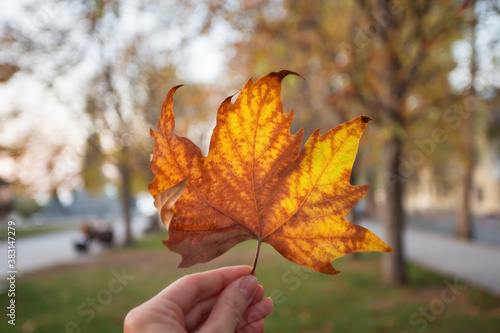 Autumn leaf leaf Platanus in the hands of a girl. Autumn  leaf fall. City alley with autumn trees and beautiful sunset light.