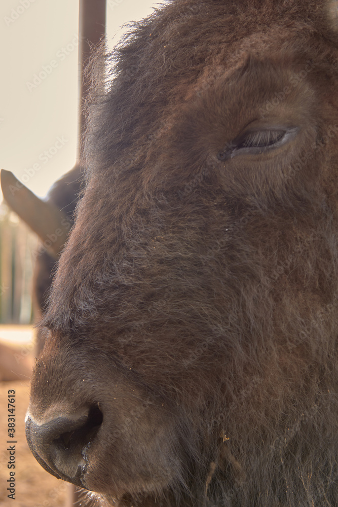 Fototapeta premium Wild european bison in the forest, Russia