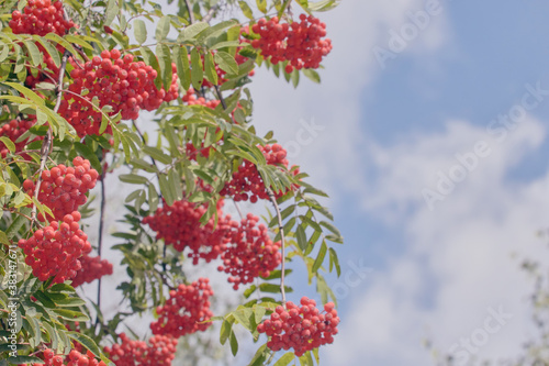 Rowan branches with red berries. Red Rowan berries on the branches of a Rowan tree and green leaves against a blue sky