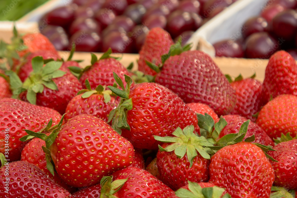 strawberries are fresh against the background of nature a lot of ripe berries strawberries are fresh against the background of nature a lot of ripe berries