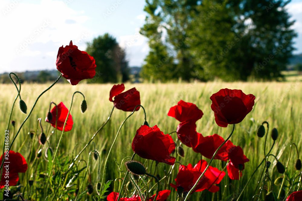 Obraz premium Landscapes of Marche , Italy: countryside.