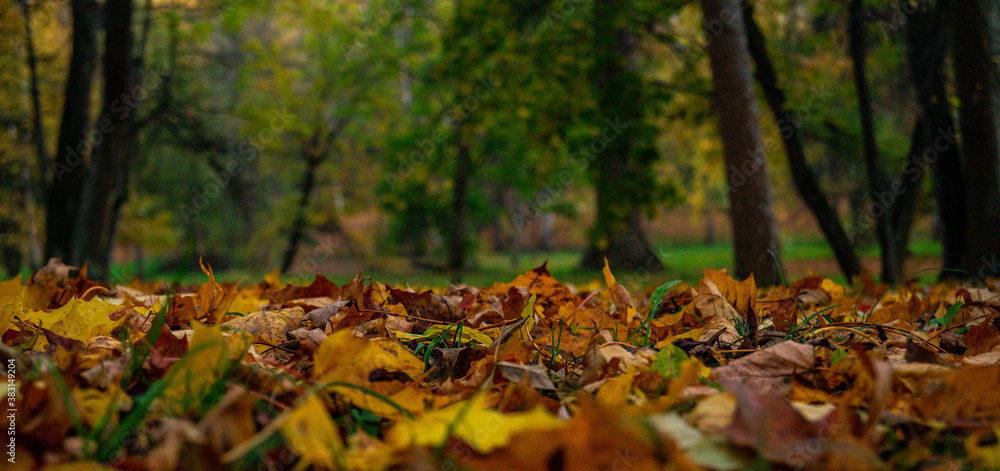 autumn in the forest