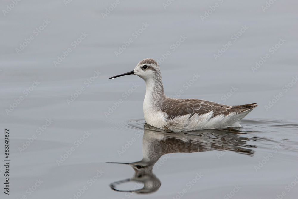 Obraz premium Falaropo 3