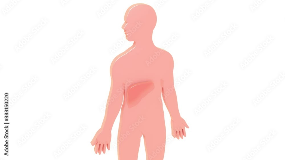 3d animation of human anatomy silhouettes. It is formed by placing each of the internal organs, arriving from the outside. 3d animation of human anatomy silhouettes. It is formed by placing each of the internal organs, arriving from the outside.