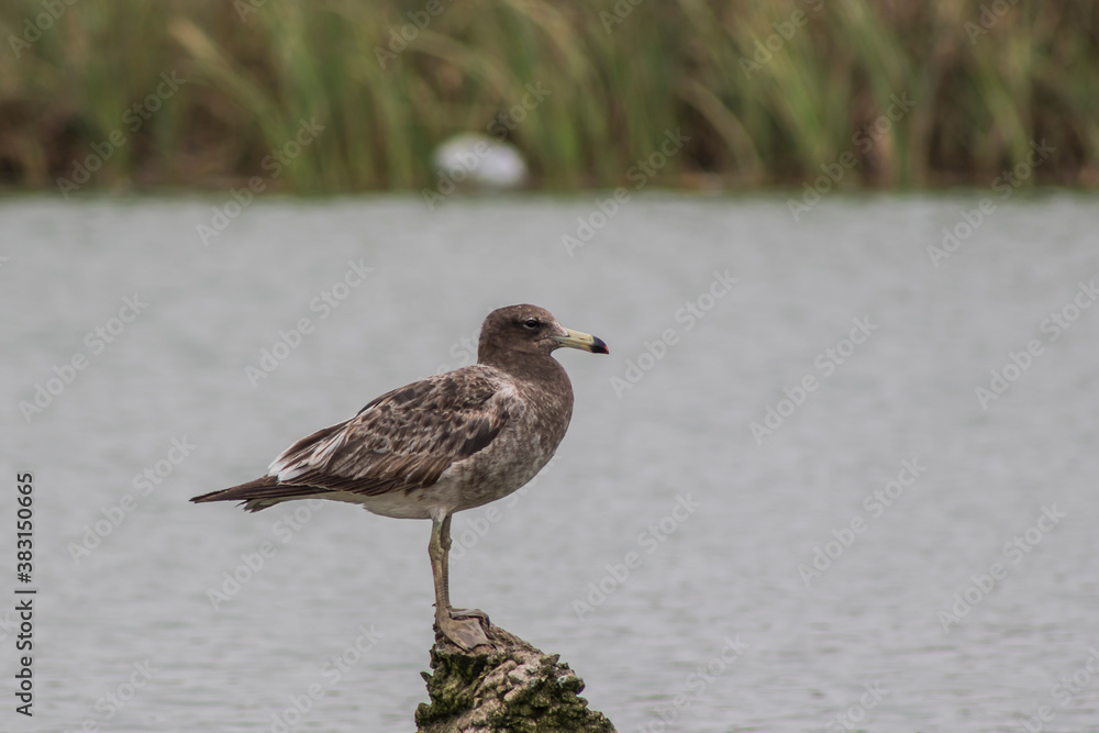 Obraz premium Gaviota