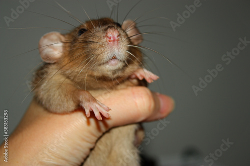 Cute furry burmese dumbo rat in the woman left hand. Long whiskers. Sweet paws.