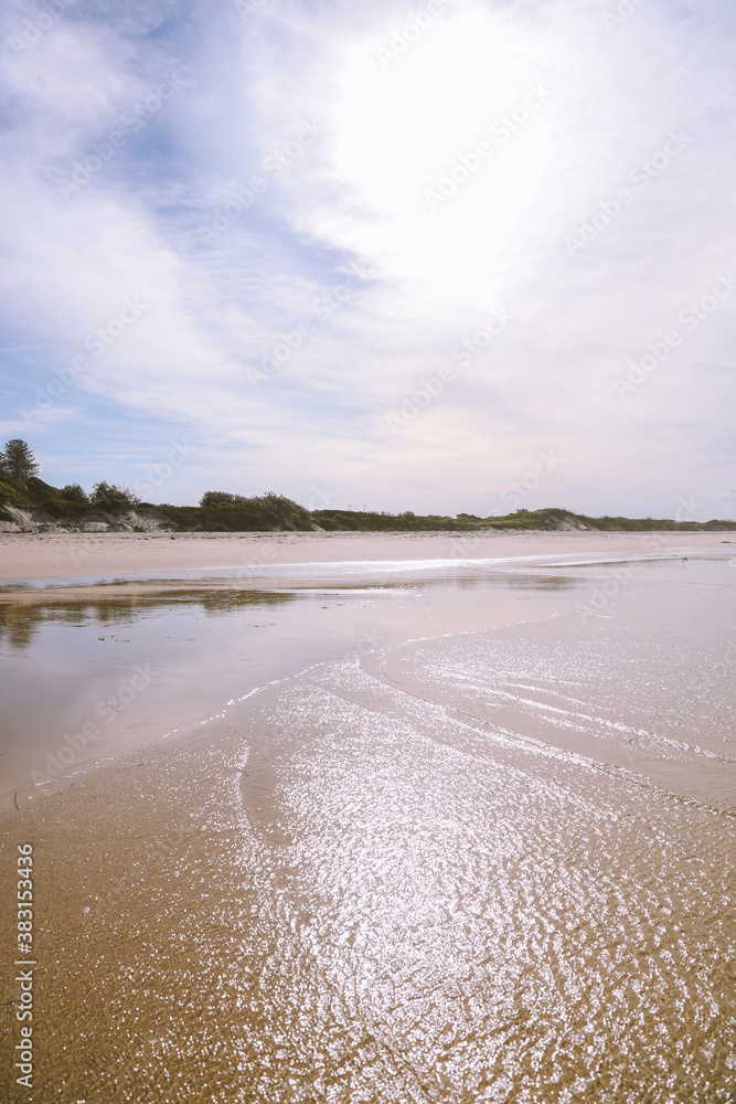 Bird on the beach, Forster, Australia
