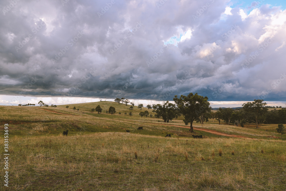 Fototapeta premium Cattle in the pasture, Australia