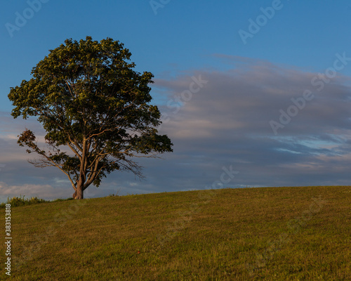 tree on a hill