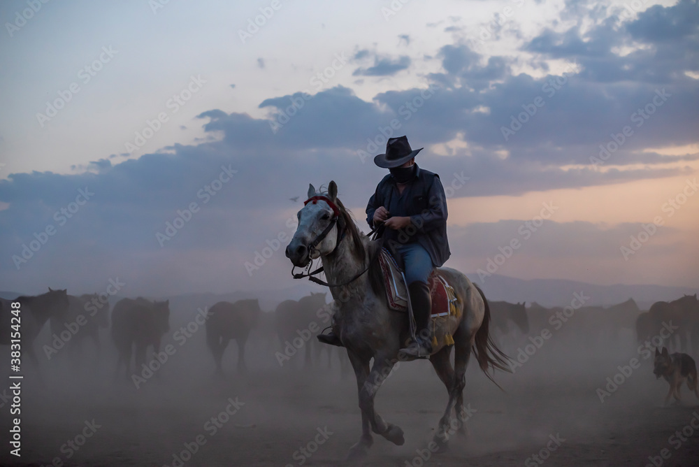 Wild horses run in foggy at sunset. Between Cappadocia and Kayseri, Turkey Wild horses run in foggy at sunset. Between Cappadocia and Kayseri, Turkey