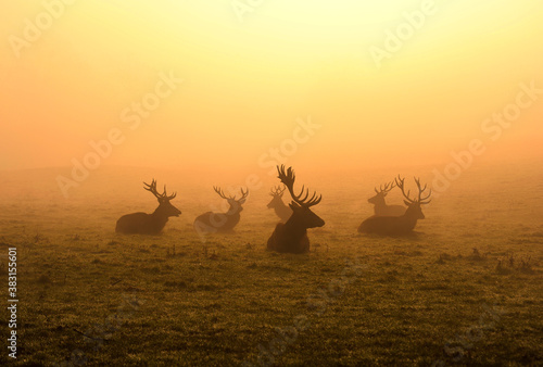 Deers in morning fog 