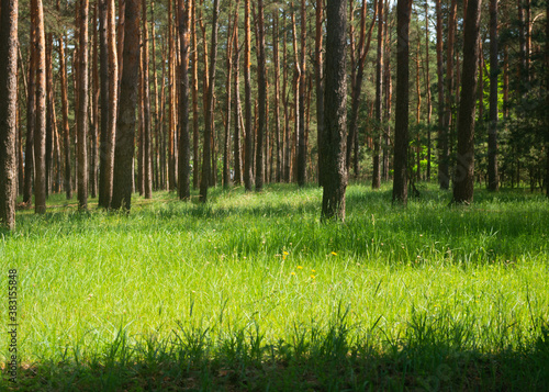 summer forest landscape.