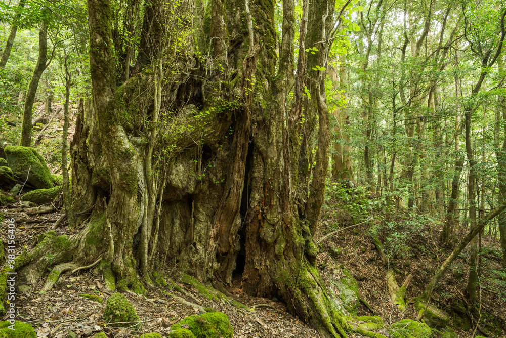 Fototapeta premium 森の中のカツラの巨木の幹