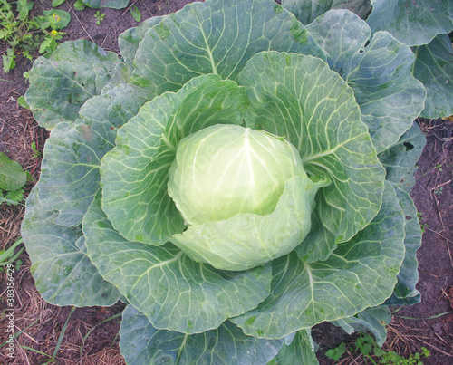 Cabbage leaves close-up.