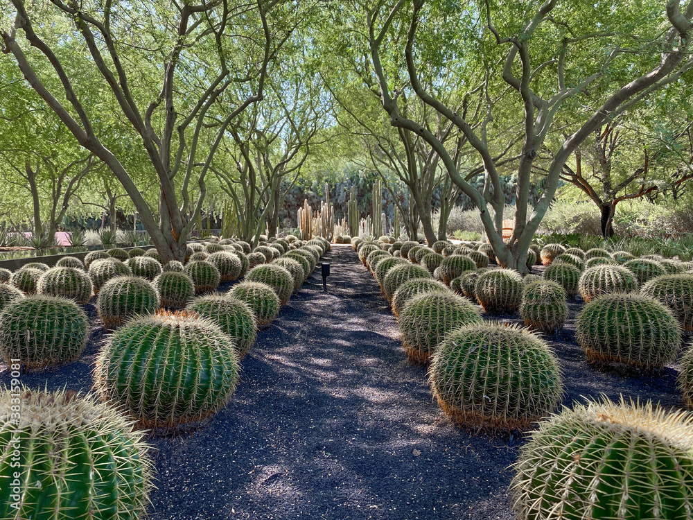 Tropical desert garden with dry plant and cactus. Tropical desert garden with dry plant and cactus.