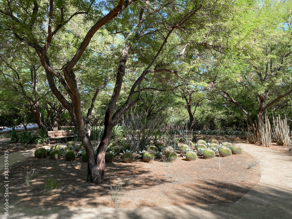 Tropical desert garden with dry plant and cactus. Tropical desert garden with dry plant and cactus.
