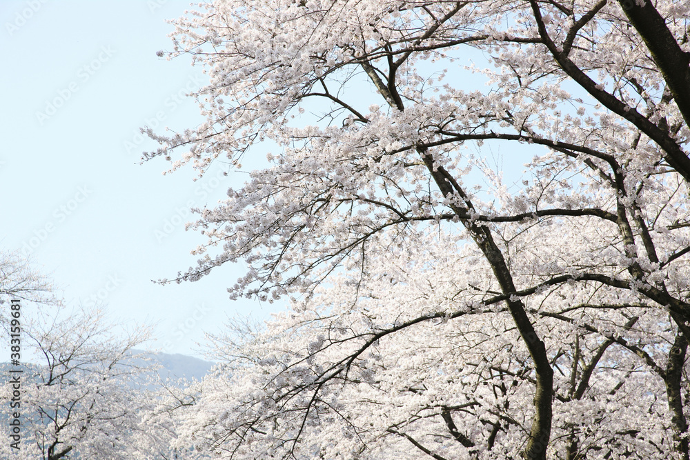 桜 桜