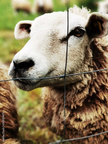 close up of a sheep