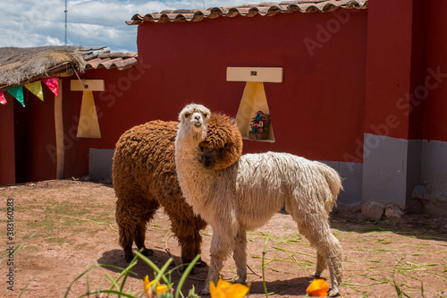Alpacas Hugging in the Andes mountains near Cusco, Peru