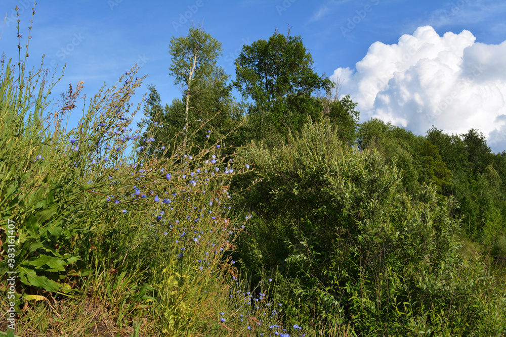 Summer landscape with trees and herbs in sunny day. Flowering blue chicory on the foreground and large cumulus clouds on the background Summer landscape with trees and herbs in sunny day. Flowering blue chicory on the foreground and large cumulus clouds on the background