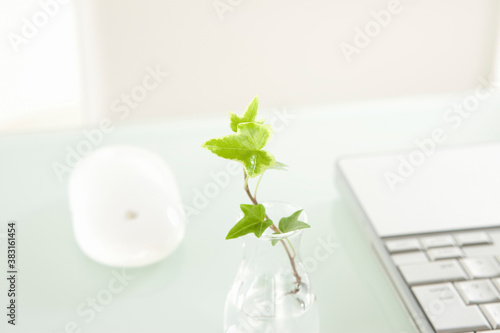 ノートパソコンと観葉植物
