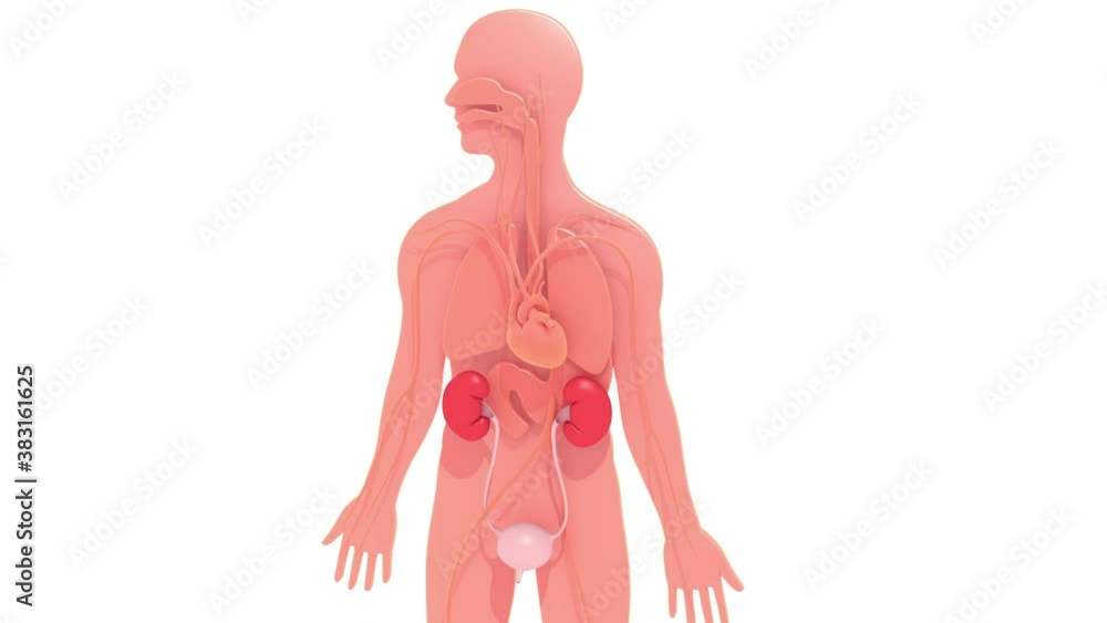 3d animation of the urinary system embossed on the silhouette of a flat human body. Showing other internal organs with shadow. Moving from side to side and zooming in to highlight the kidneys and blad 3d animation of the urinary system embossed on the silhouette of a flat human body. Showing other internal organs with shadow. Moving from side to side and zooming in to highlight the kidneys and blad