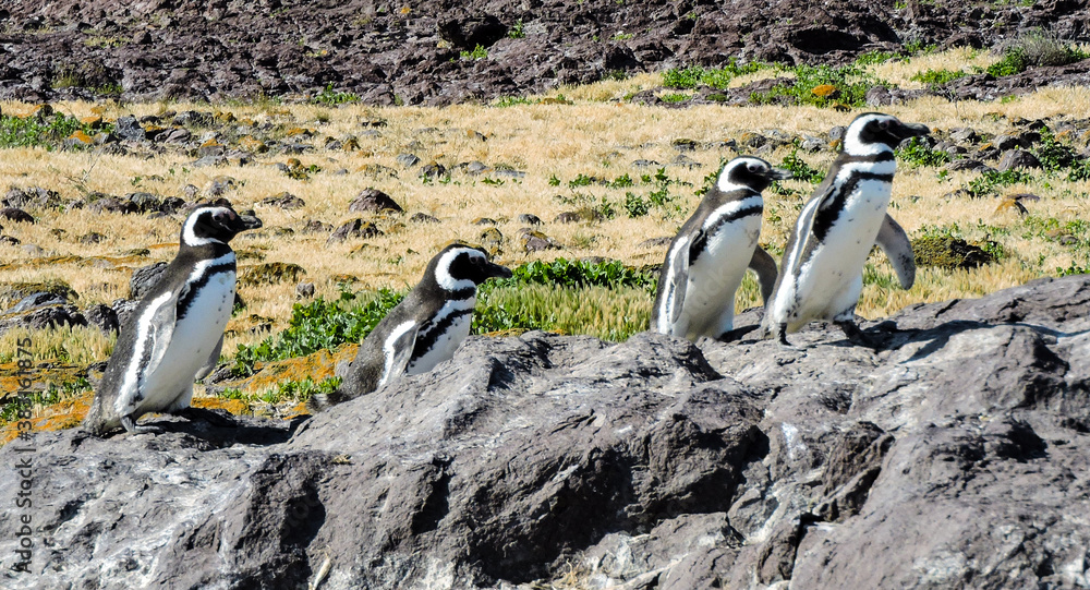 Fototapeta premium Patagonian Penguin (Spheniscus magellanicus)
