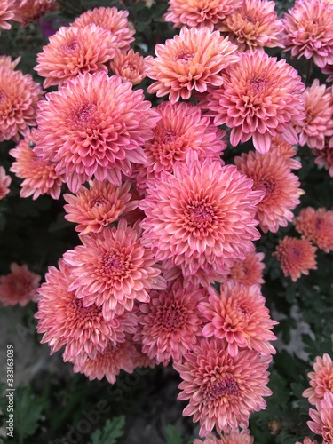 chrysanthemum flowers