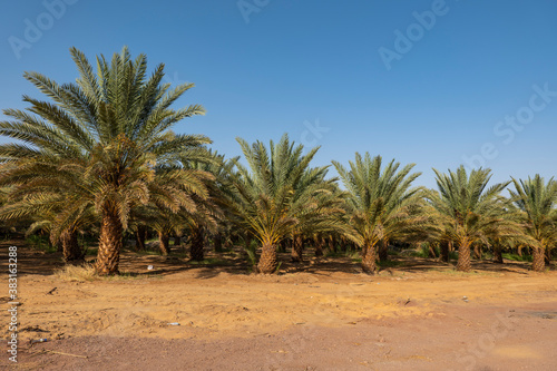 Palm trees at a date plantation in Al Ula  western Saudi Arabia