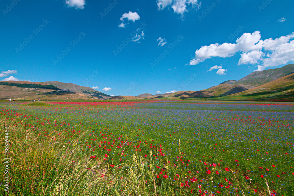 Obraz premium Landscape of Italy: Castelluccio di Norcia