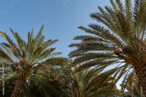 Palm trees at a date plantation in Al Ula  western Saudi Arabia