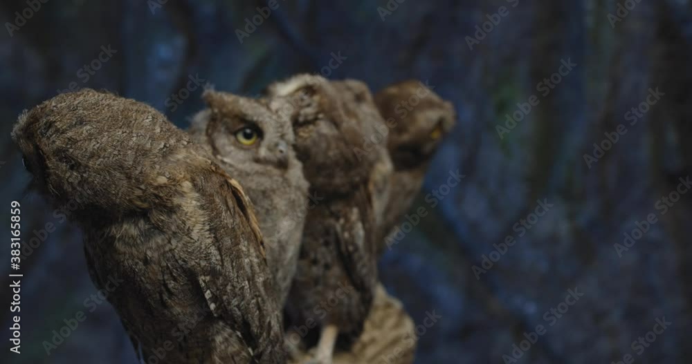 Wildlife, small baby owls are sitting on a branch, cute birds, 4k Wildlife, small baby owls are sitting on a branch, cute birds, 4k